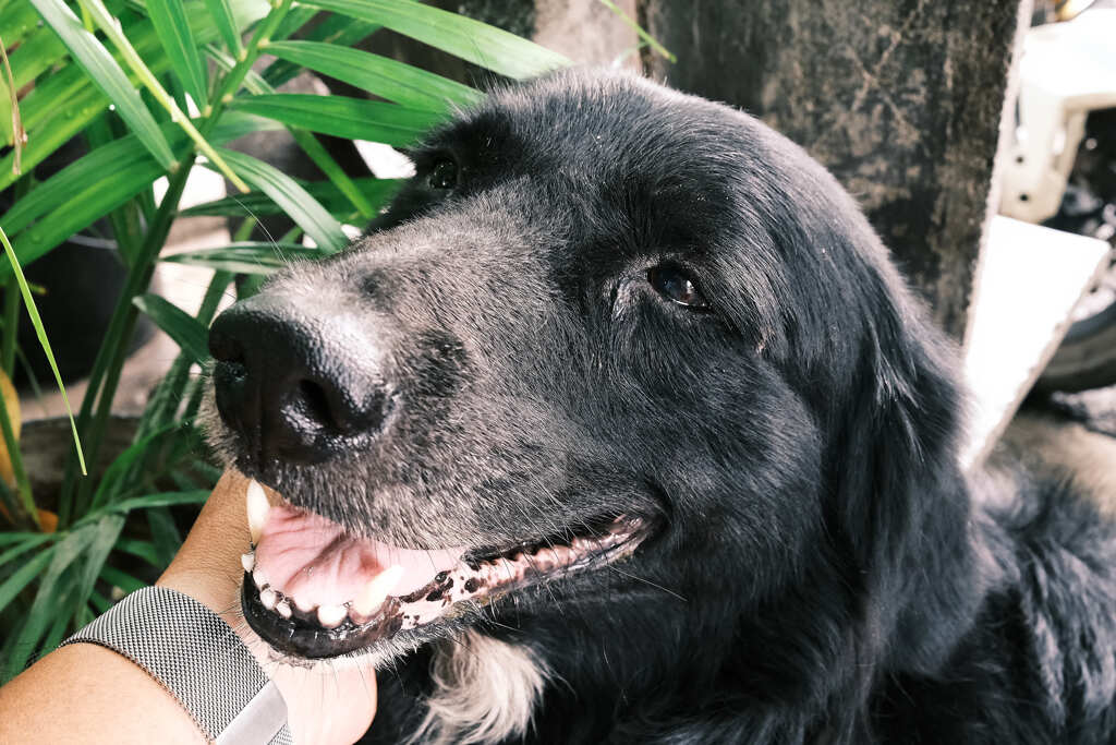 モノクロ犬