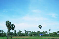 典型的なカンボジアの風景