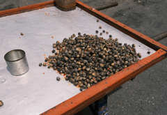 コロナ禍での限られた散歩５