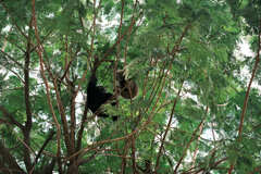 リチャードキンブル