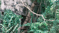 内戦から生き延びた木々