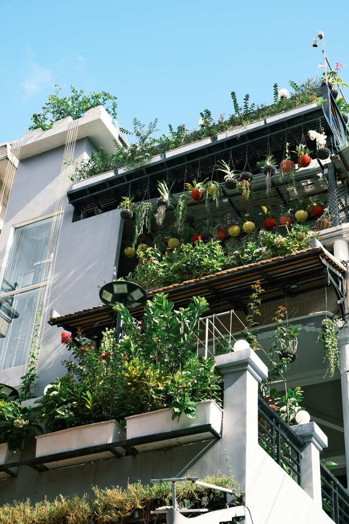 プノンペンの植物４