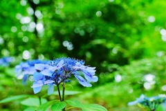 森林の中のあじさい