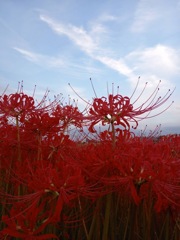 曼珠沙華