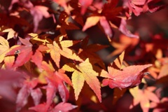 紅葉