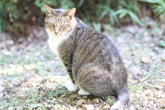 睨み猫
