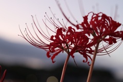夕暮れ彼岸花