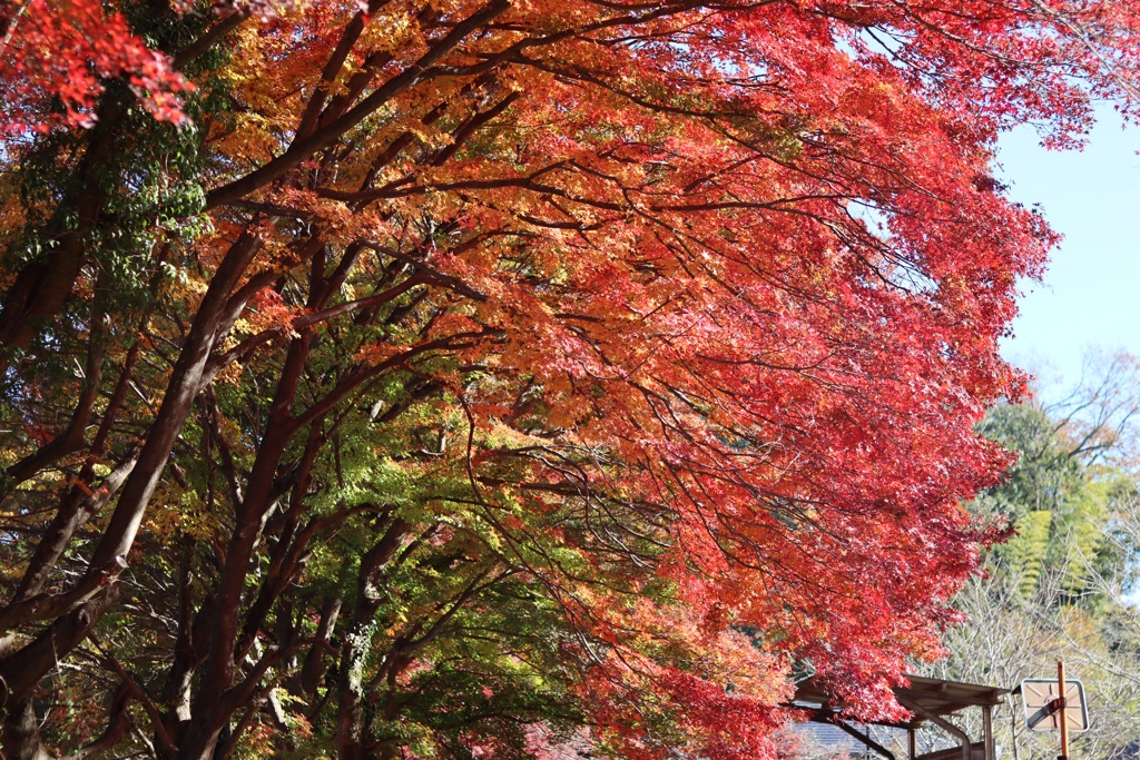 紅葉　廃駅
