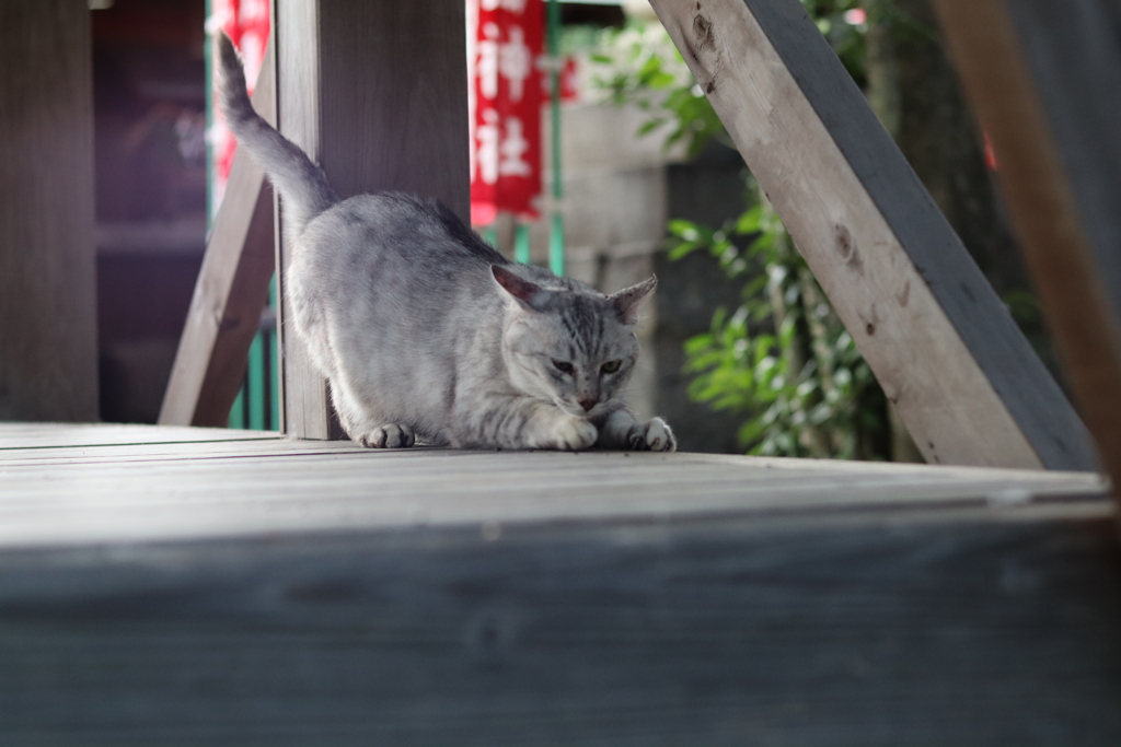 伸び猫