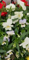 お花
