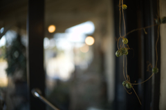 ボケの形もあじのうち