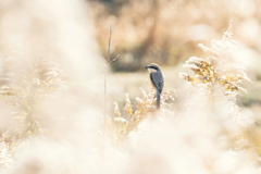 また同じようなものを撮ってしまった