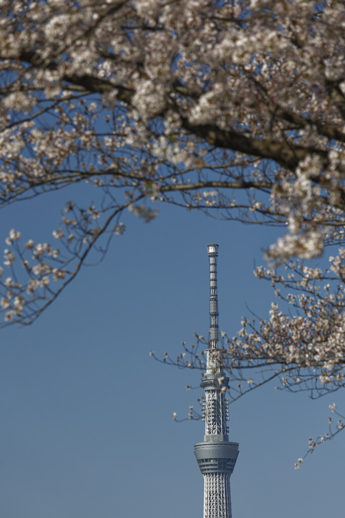 桜青空スカイツリー