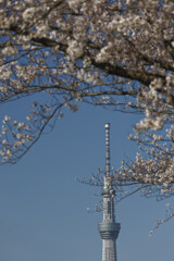 桜青空スカイツリー