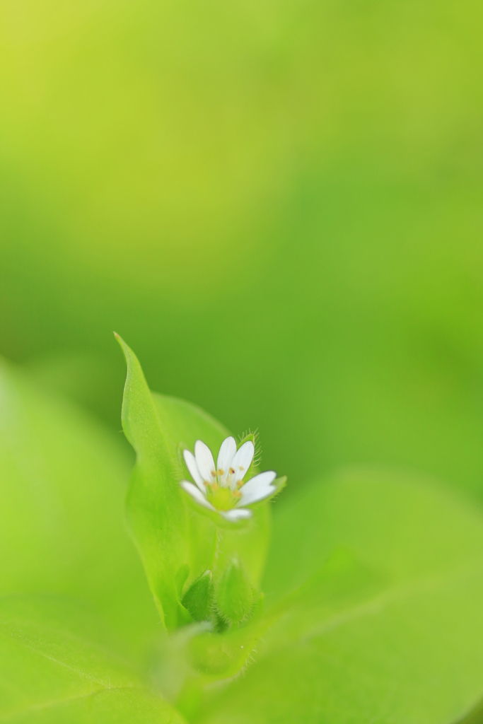 もう雑草とは呼ばないで　5