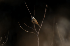 女の子だもの　ホオジロだってシックに撮ってもらったほうが嬉しいでしょ？