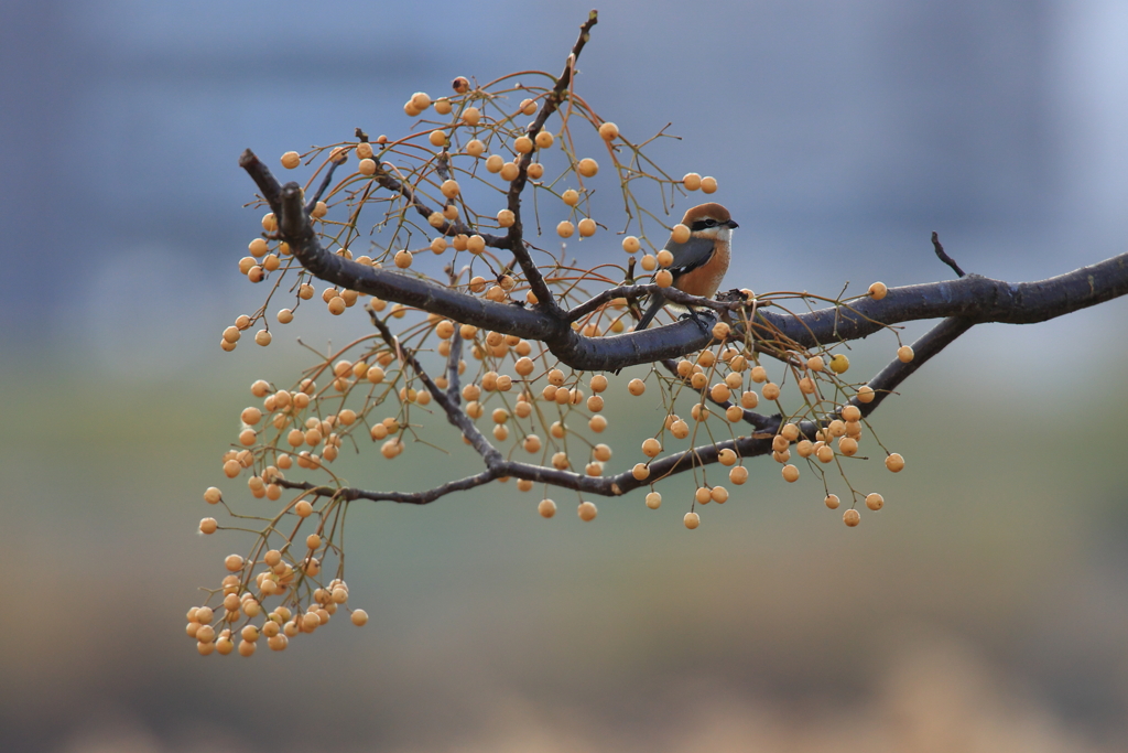 花鳥風月　栴檀百舌鳥図