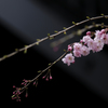 斜に構えて花を愛でる
