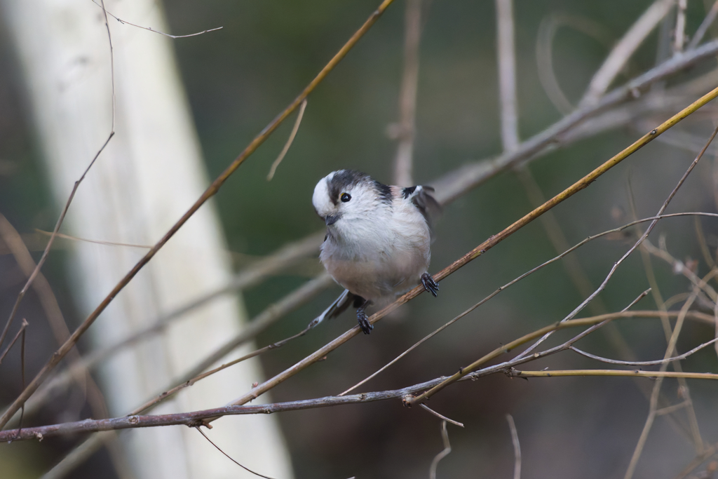 そんなカワイイ顔されても