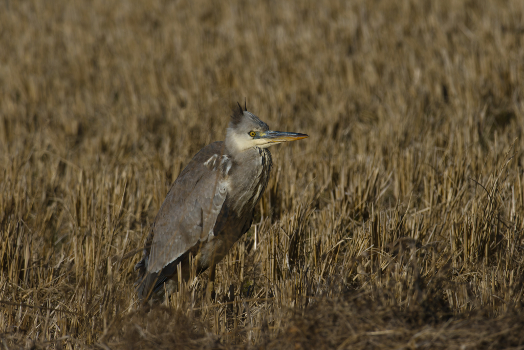 鳥のコスプレしたキツネに見えてきた