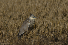 鳥のコスプレしたキツネに見えてきた
