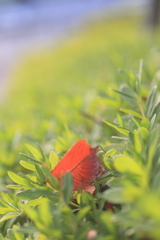 散ってもなお映える桜かな