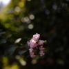 百日紅いの