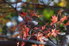 秋色コーデ　（タイトルぱくり）