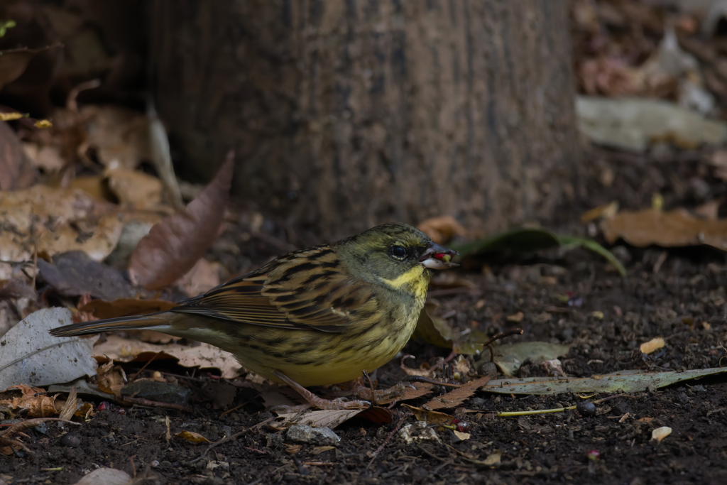 ボクはこう生きていく