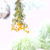 お花屋さんの店先