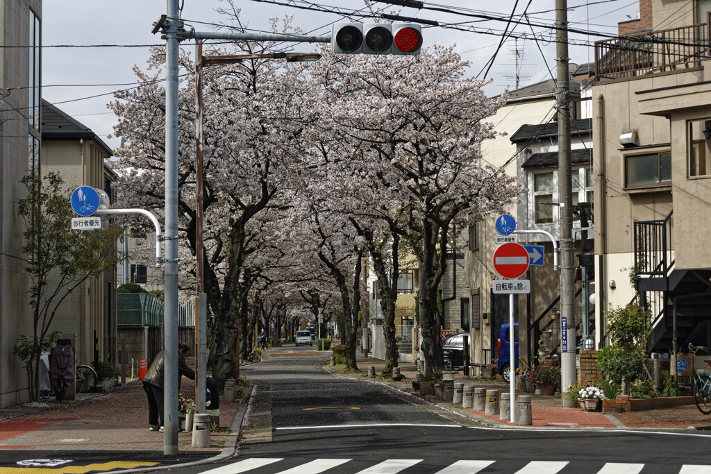 sakura street
