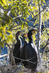 これがホントのカワの字ね