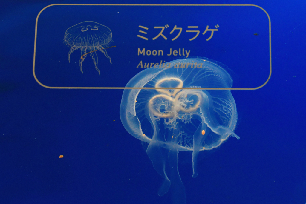 説明付き
