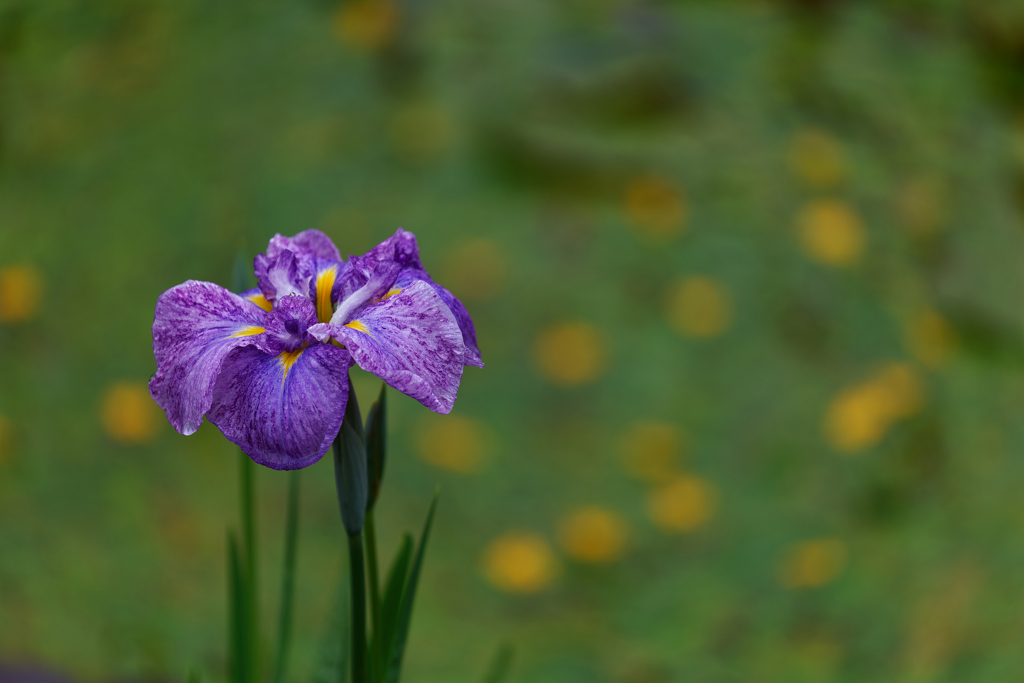 梅雨に花開く