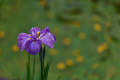 梅雨に花開く