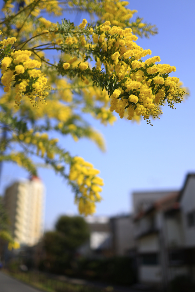 Yellow Shower