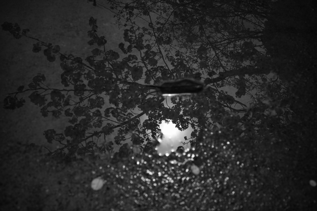 水鏡桜