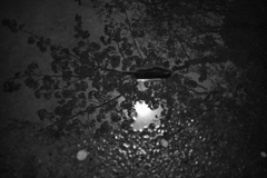 水鏡桜