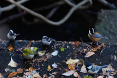 さらに団体さんご案内