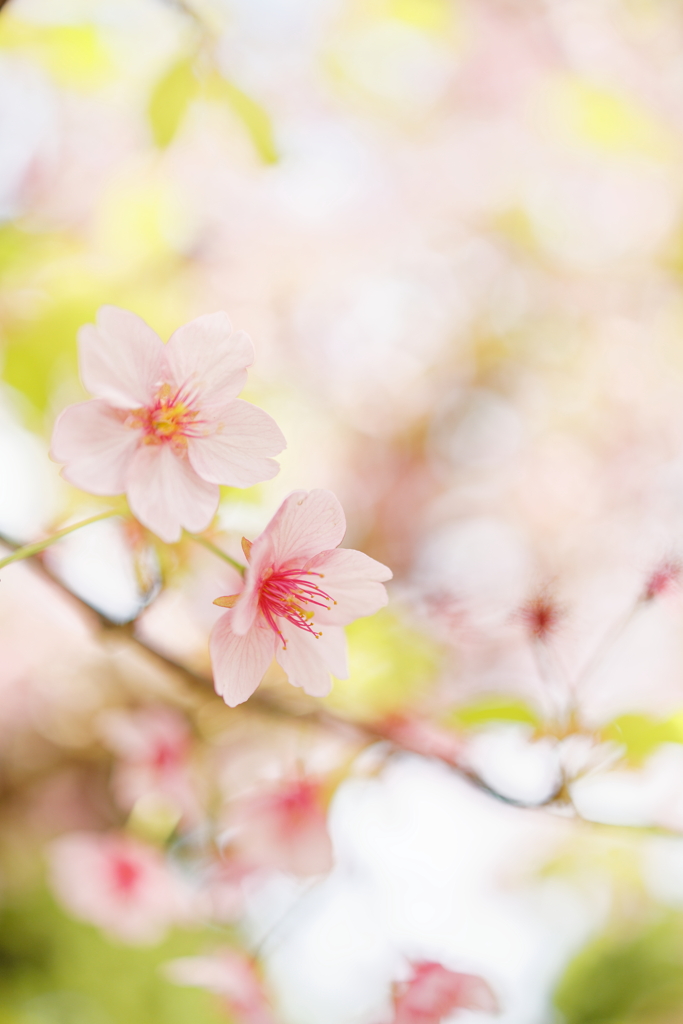 春来