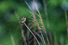 Singin`in the rain