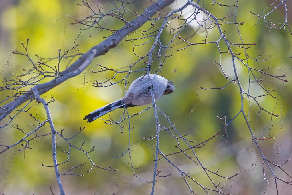 ボク　懸垂ガンバルねー