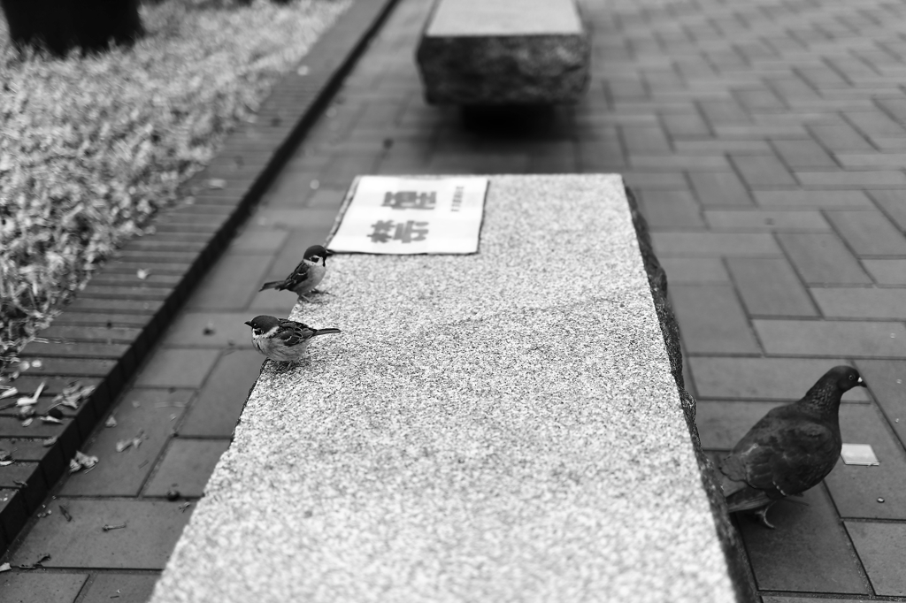 35ミリの画角に来るのか 君たちは