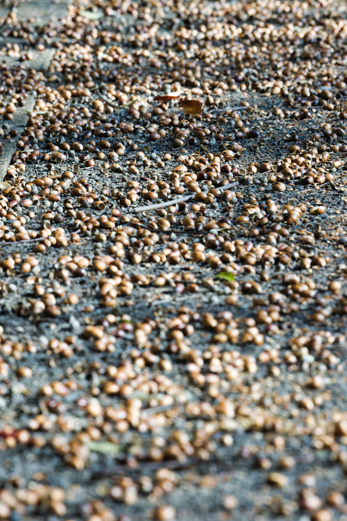 どんぐりごろごろ