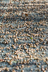 どんぐりごろごろ