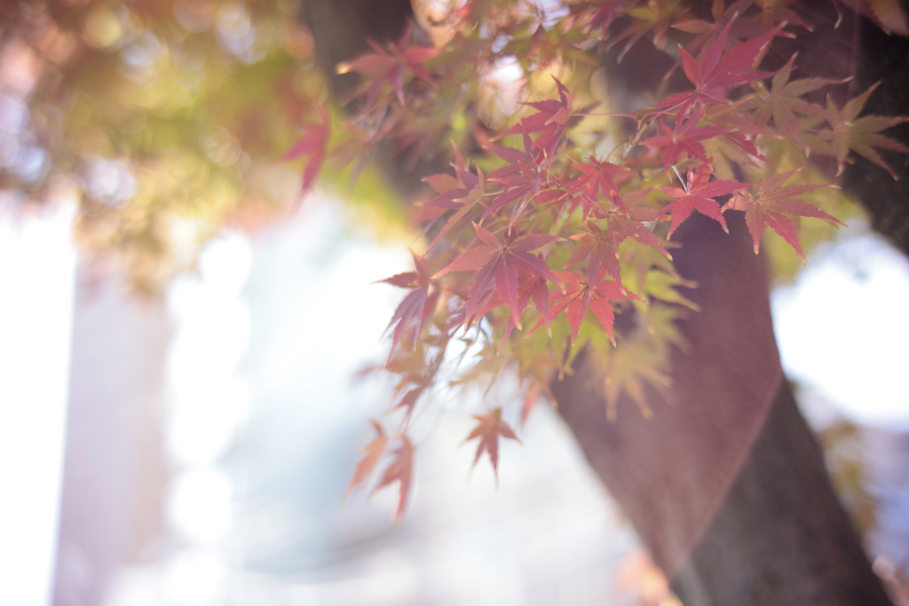 紅葉フレア