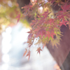 紅葉フレア