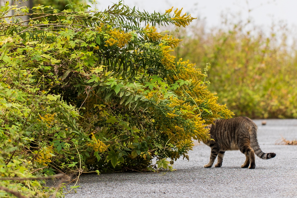 おおい　覗いてるつもり？全部見えてるよ！