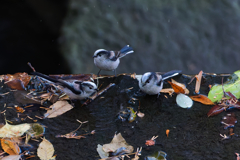 団体さんご案内