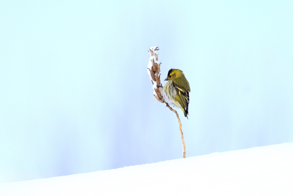 雪原に糧を求めて